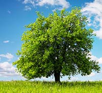 Green Safety propone estinguenti antincendio economici e ecosostenibili Green Safety propone estinguenti antincendio economici e ecosostenibili